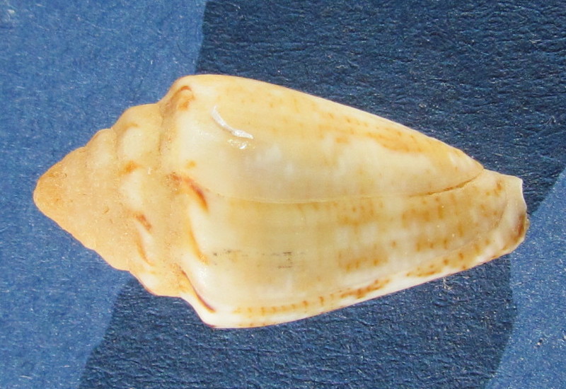 Conus ventricosus